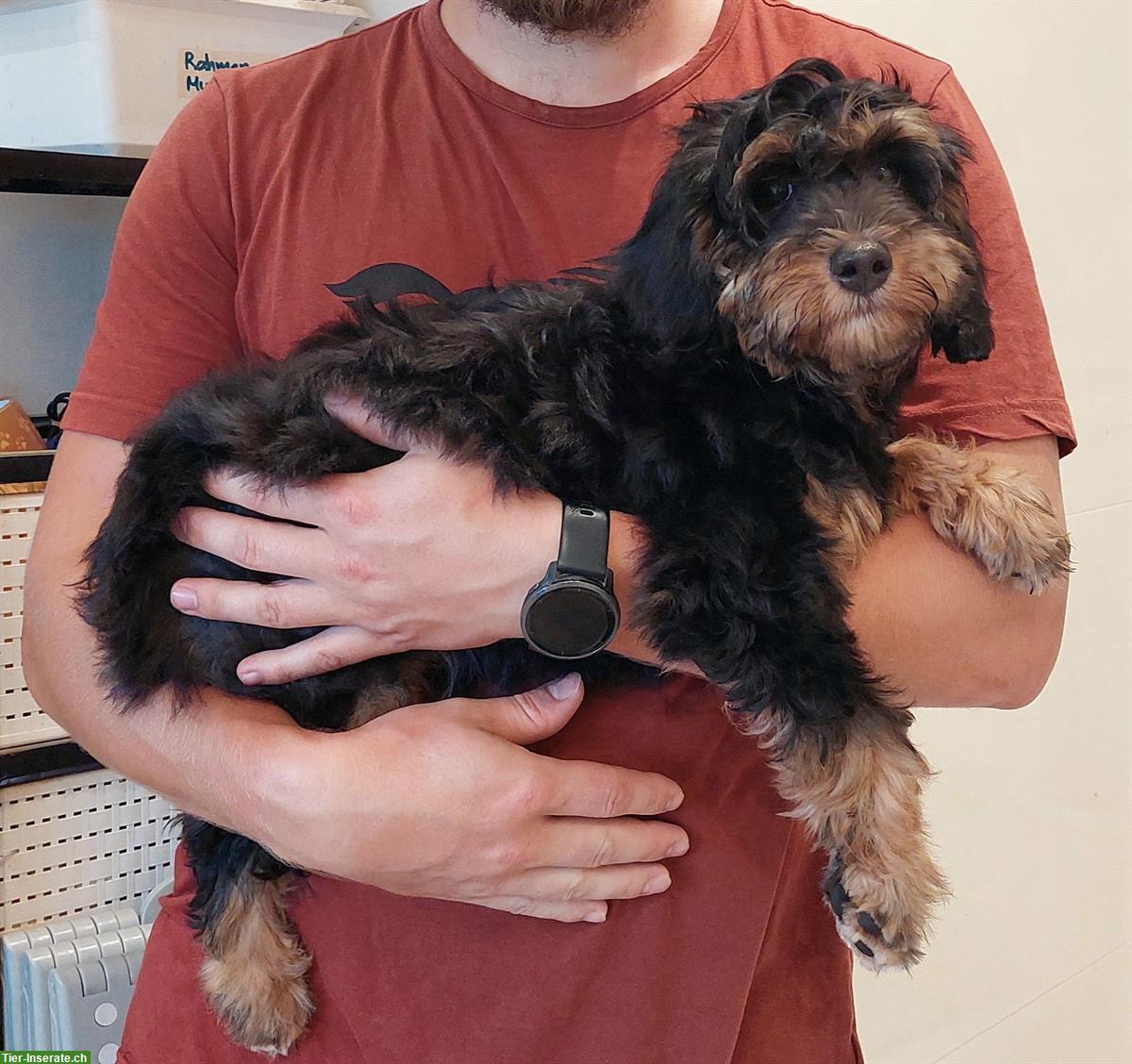 Bild 3: 2 Australian Labradoodles Welpen Rüden suchen Traumfamilie!