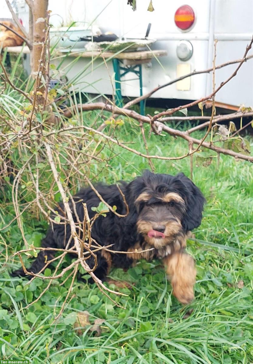 Bild 4: 2 Australian Labradoodles Welpen Rüden suchen Traumfamilie!