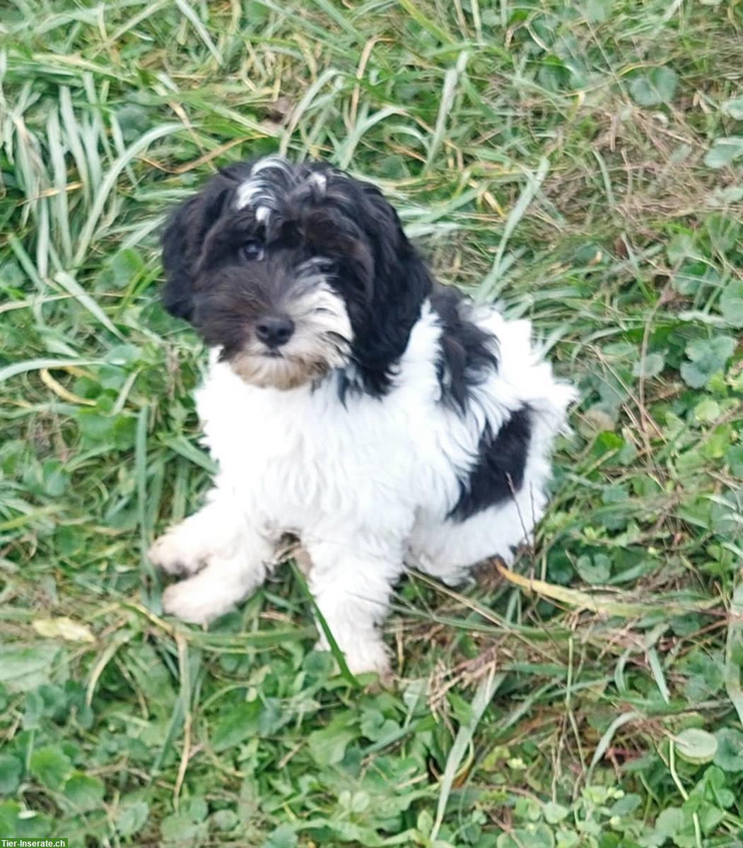 Bild 6: 2 Australian Labradoodles Welpen Rüden suchen Traumfamilie!