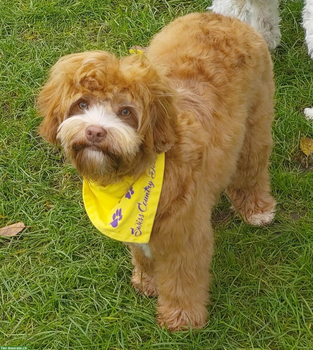 Wunderschöne Australian Labradoodle Hündin, 3-jährig