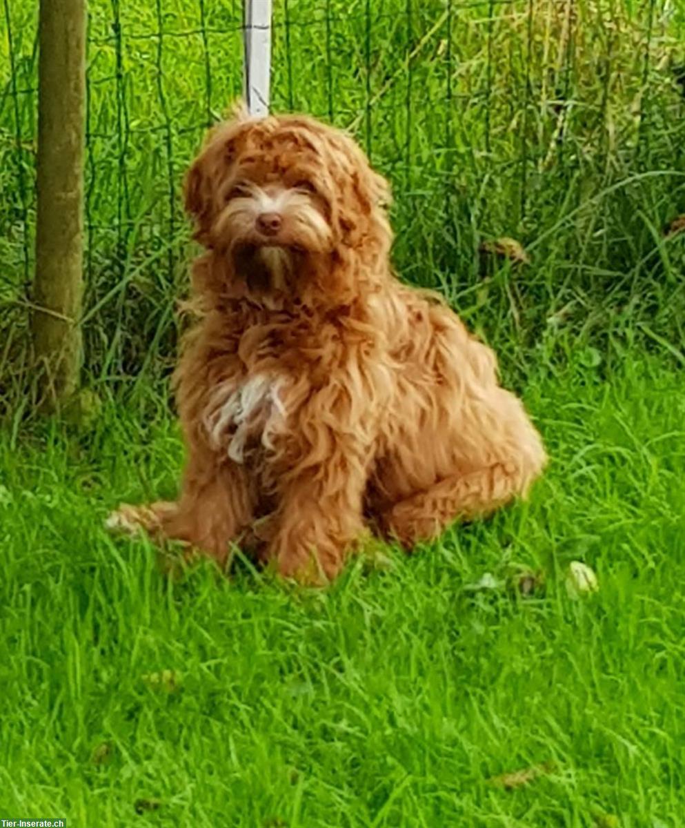 Bild 2: Wunderschöne Australian Labradoodle Hündin, 3-jährig