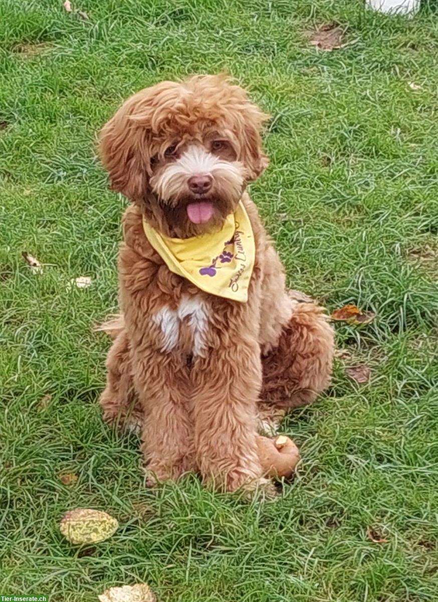 Bild 3: Wunderschöne Australian Labradoodle Hündin, 3-jährig