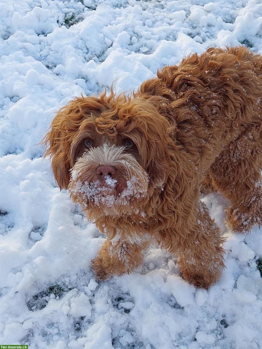 Bild 4: Wunderschöne Australian Labradoodle Hündin, 3-jährig