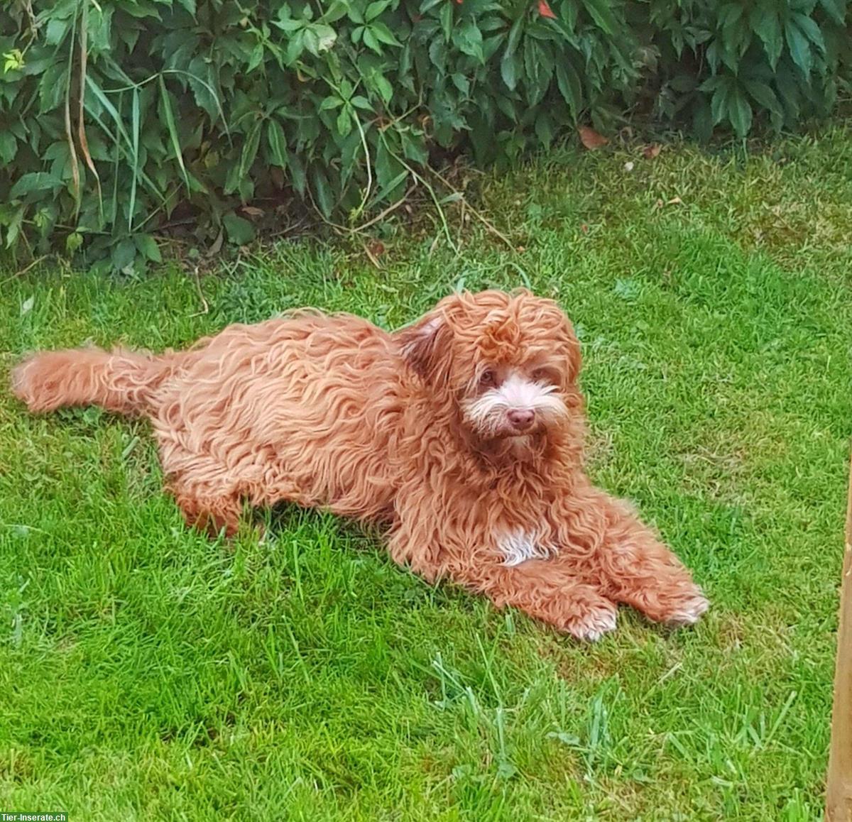 Bild 6: Wunderschöne Australian Labradoodle Hündin, 3-jährig