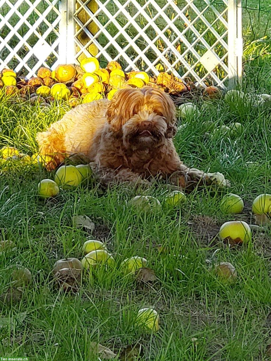 Bild 7: Wunderschöne Australian Labradoodle Hündin, 3-jährig