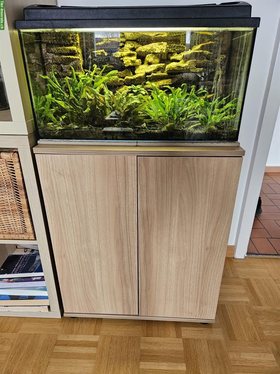 Aquarium 60x30x30cm mit Schrank & Fische, Pflanzen