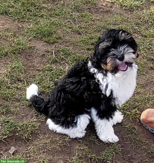 3-jährige Australian Labradoodle Hündin