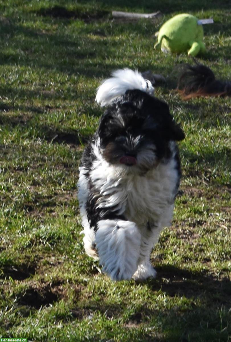 Bild 2: 3-jährige Australian Labradoodle Hündin