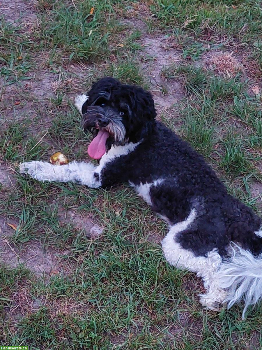 Bild 3: 3-jährige Australian Labradoodle Hündin