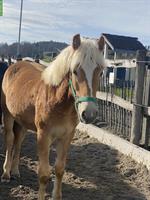 Wunderschöner Haflinger Wallach zu verkaufen