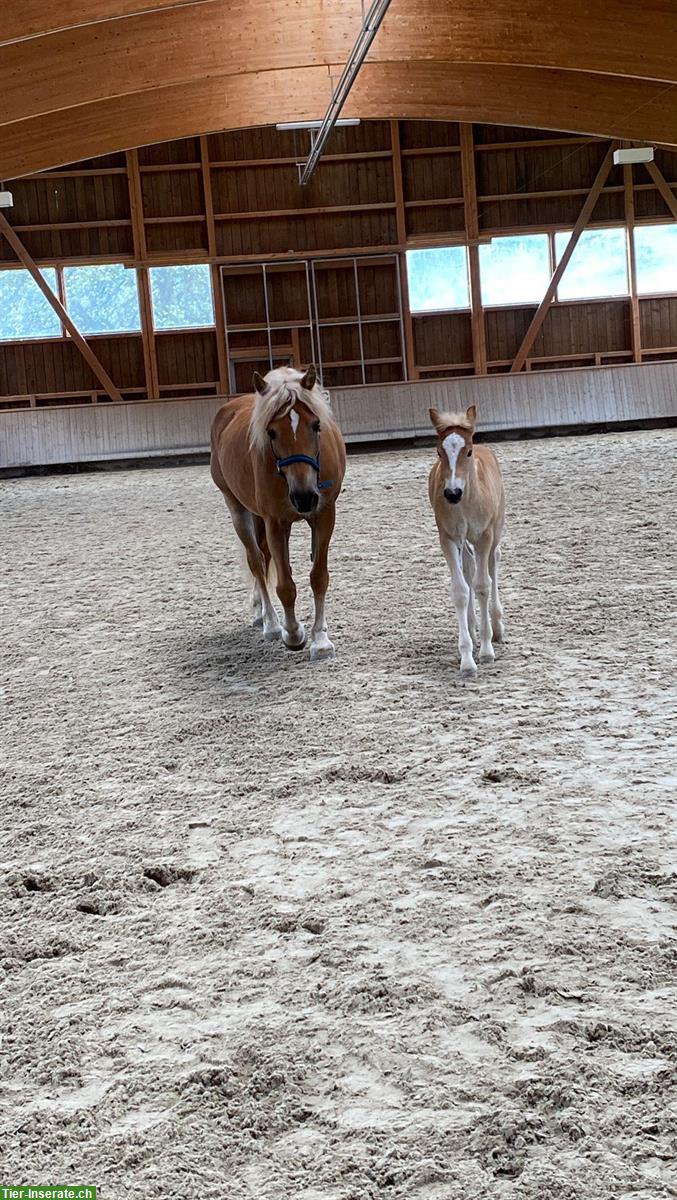 Bild 10: Wunderschöner Haflinger Wallach zu verkaufen