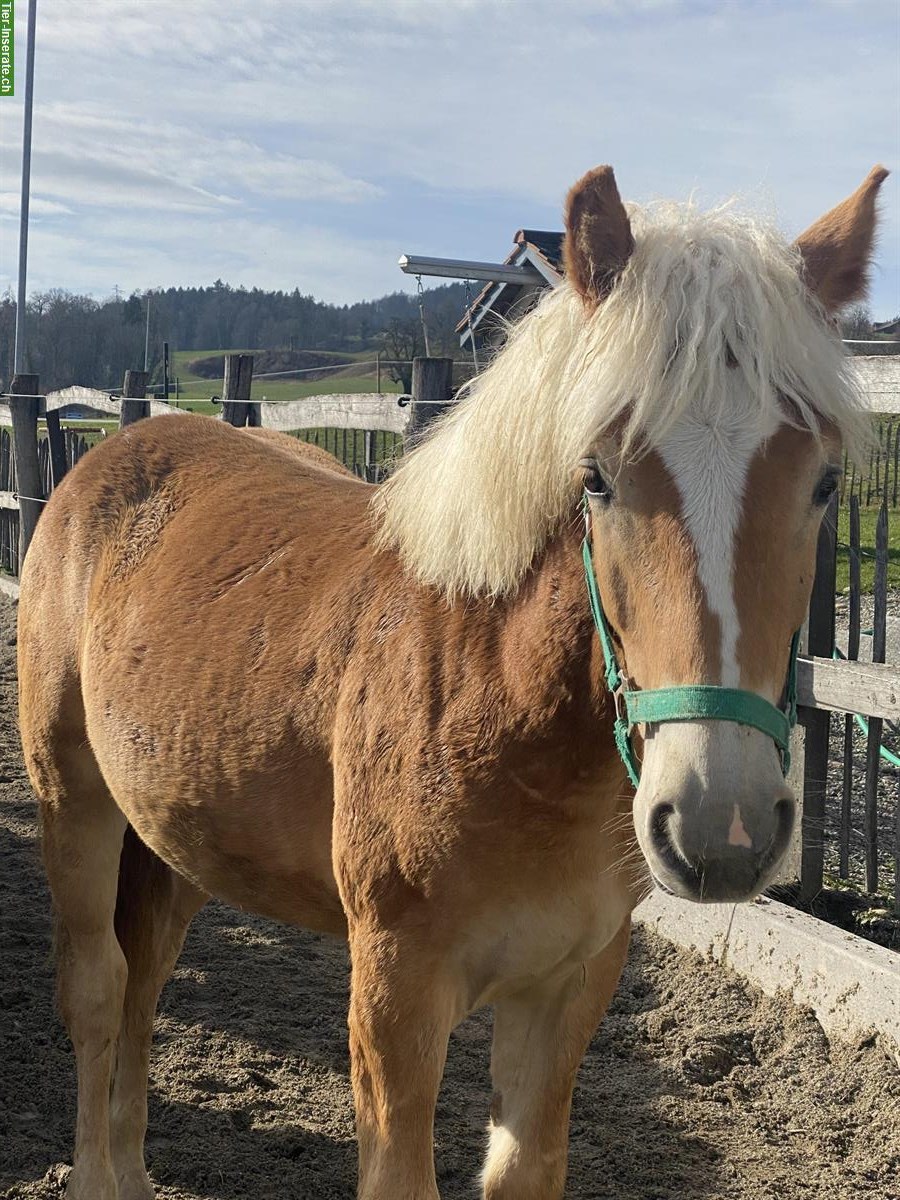 Bild 2: Wunderschöner Haflinger Wallach zu verkaufen