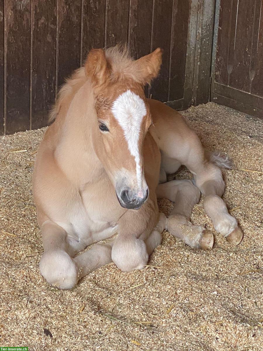 Bild 3: Wunderschöner Haflinger Wallach zu verkaufen