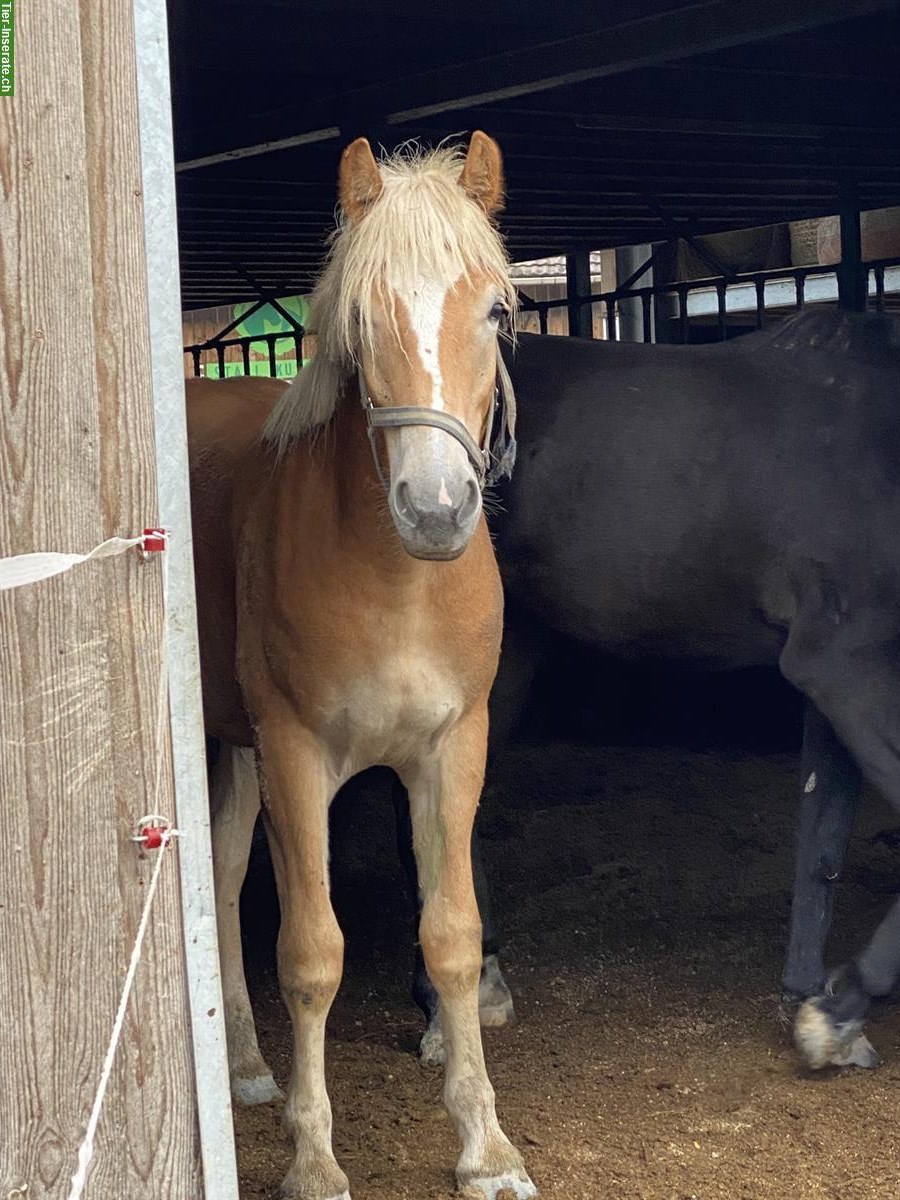 Bild 4: Wunderschöner Haflinger Wallach zu verkaufen