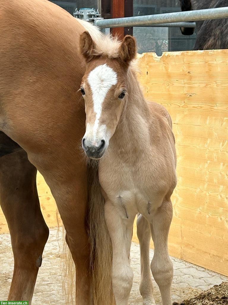 Bild 5: Wunderschöner Haflinger Wallach zu verkaufen