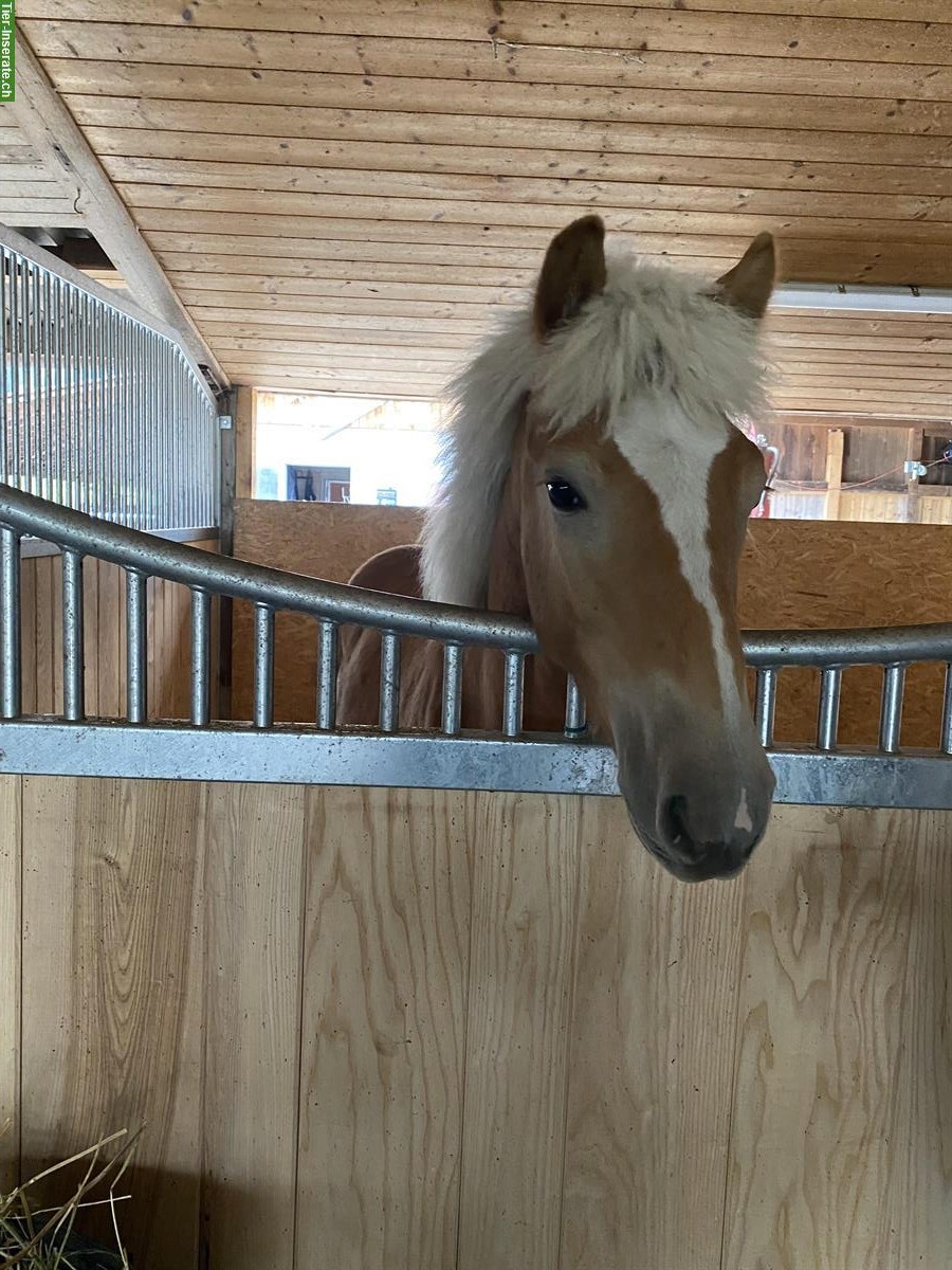 Bild 6: Wunderschöner Haflinger Wallach zu verkaufen