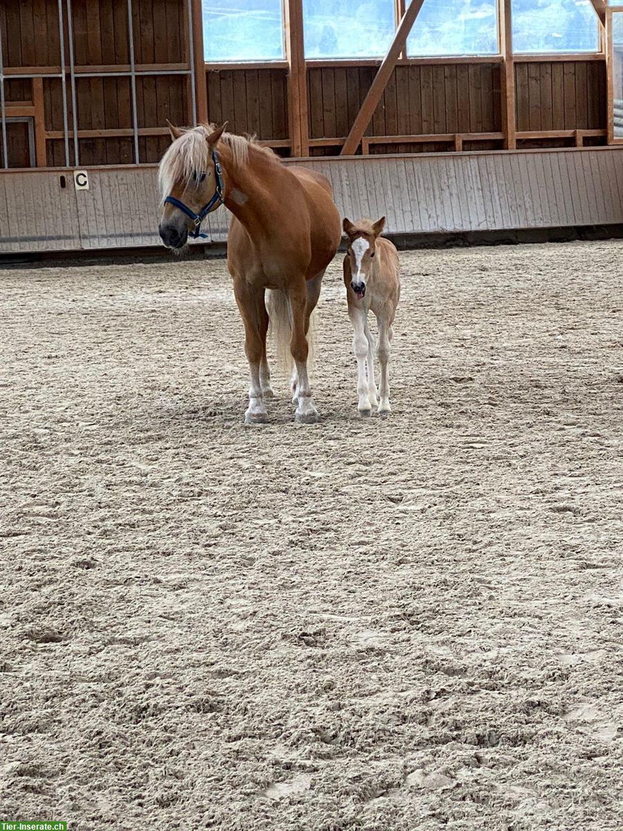 Bild 7: Wunderschöner Haflinger Wallach zu verkaufen