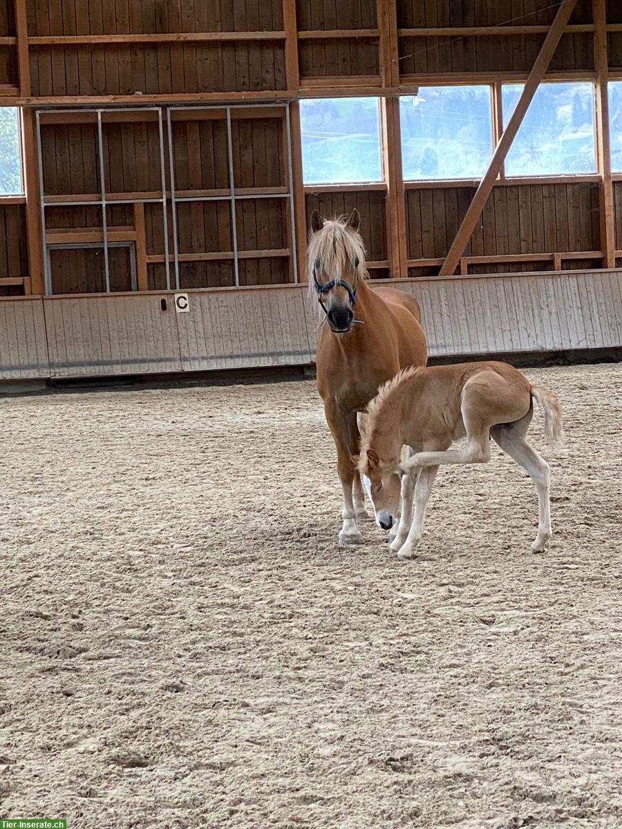 Bild 8: Wunderschöner Haflinger Wallach zu verkaufen