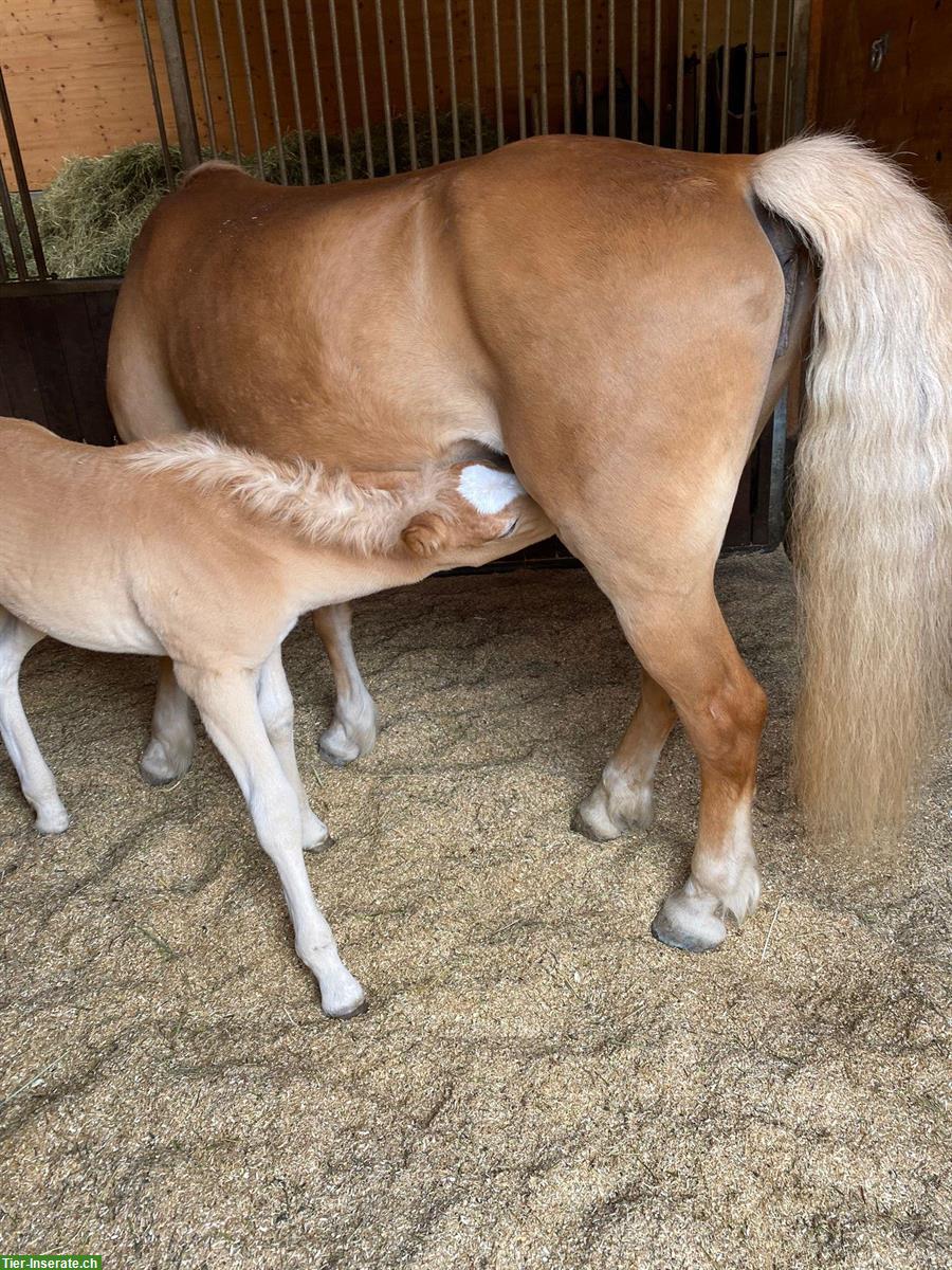 Bild 9: Wunderschöner Haflinger Wallach zu verkaufen