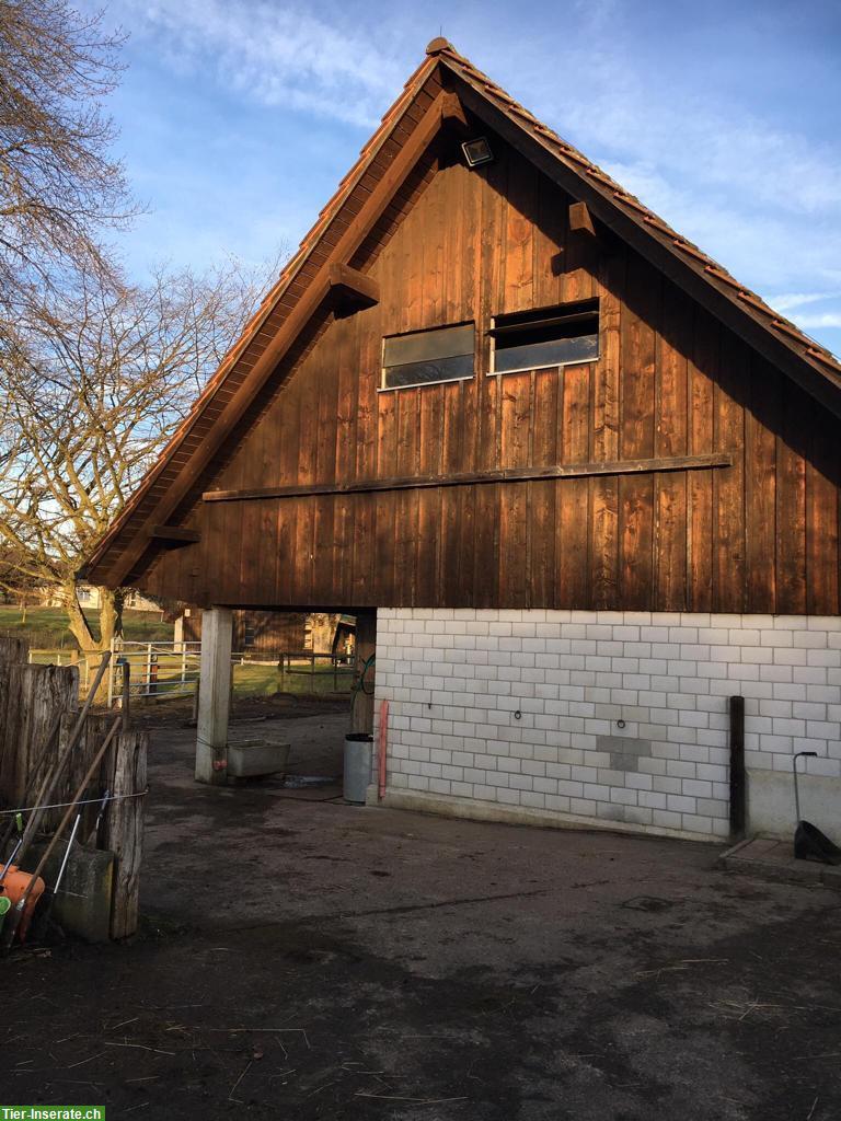 Platz frei in Selbstversorger Offenstall, nähe W'thur/Frauenfeld