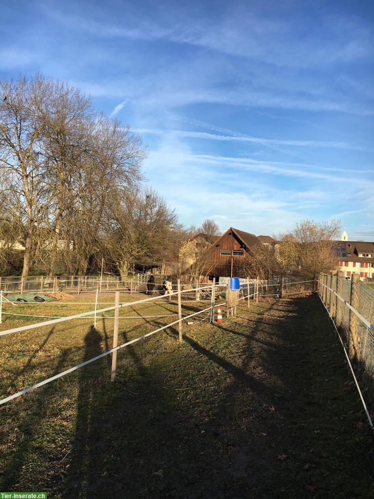 Bild 2: Platz frei in Selbstversorger Offenstall, nähe W'thur/Frauenfeld