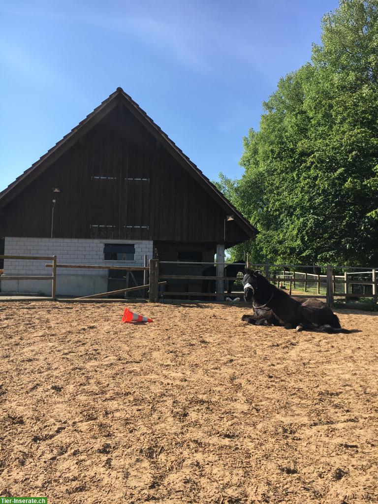 Bild 3: Platz frei in Selbstversorger Offenstall, nähe W'thur/Frauenfeld