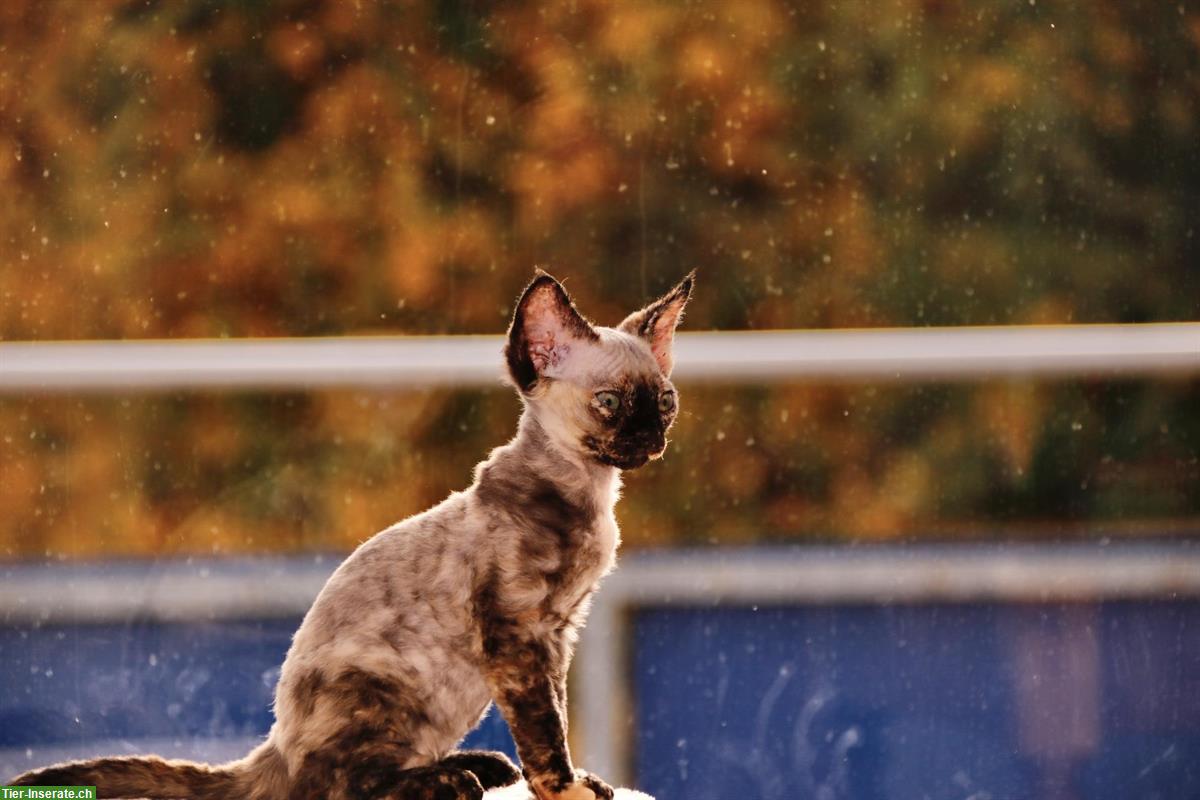 Bild 4: Kleine Devon Rex Kätzchen suchen Zuhause