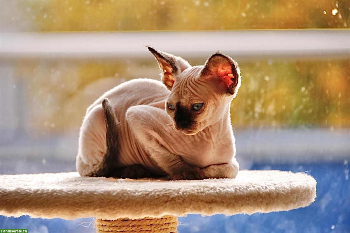 Bild 5: Kleine Devon Rex Kätzchen suchen Zuhause