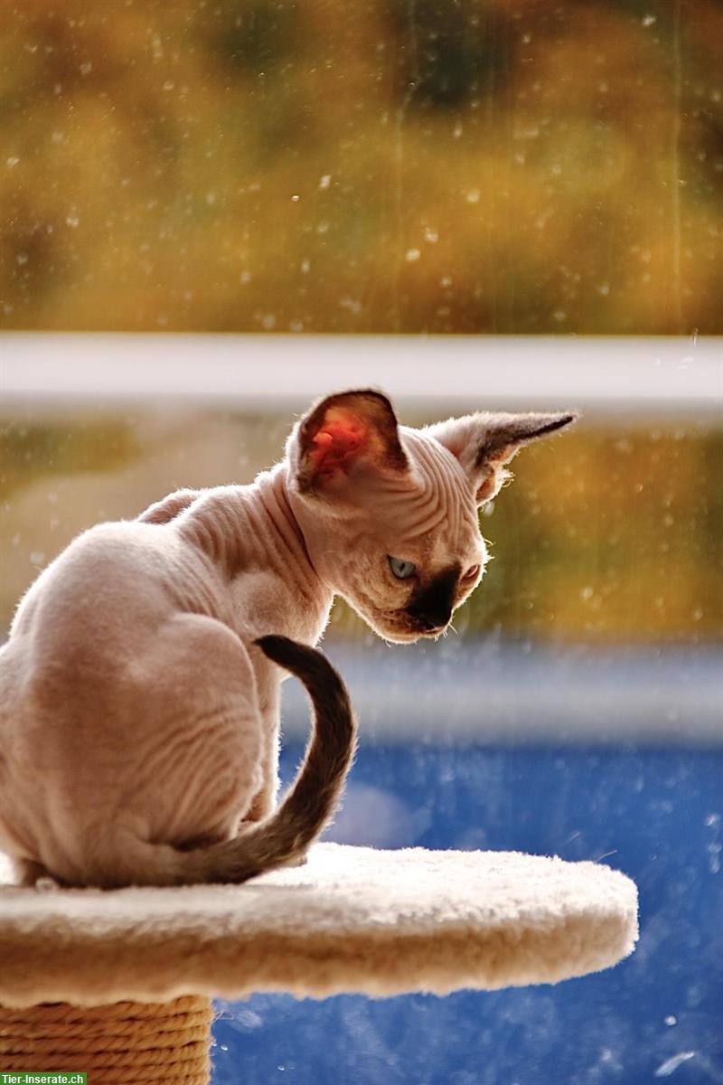 Bild 6: Kleine Devon Rex Kätzchen suchen Zuhause