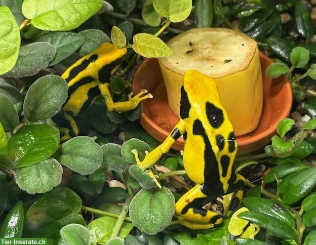 1.1 Dendrobates tinctorius Regina abzugeben