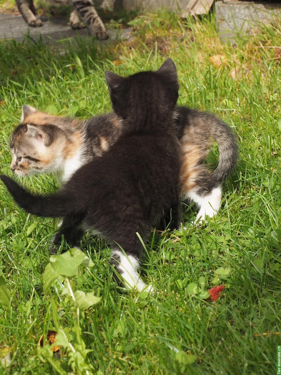 Bild 2: Jungkatzen zu verkaufen, Weibchen & Männchen