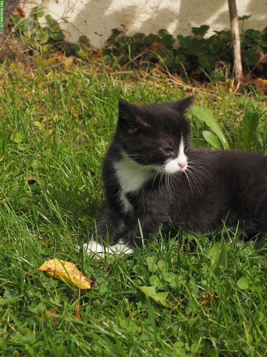 Bild 3: Jungkatzen zu verkaufen, Weibchen & Männchen