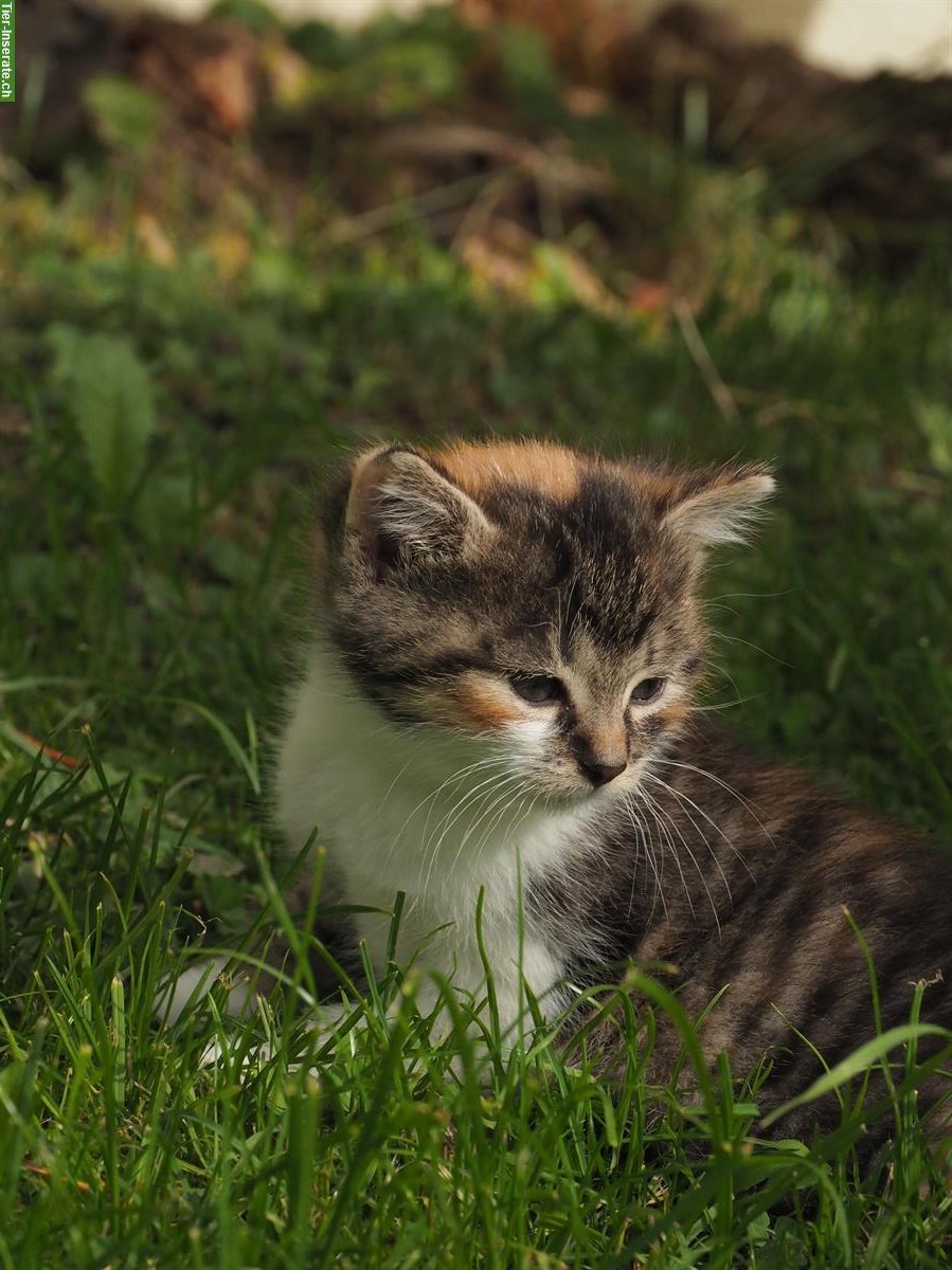 Bild 4: Jungkatzen zu verkaufen, Weibchen & Männchen