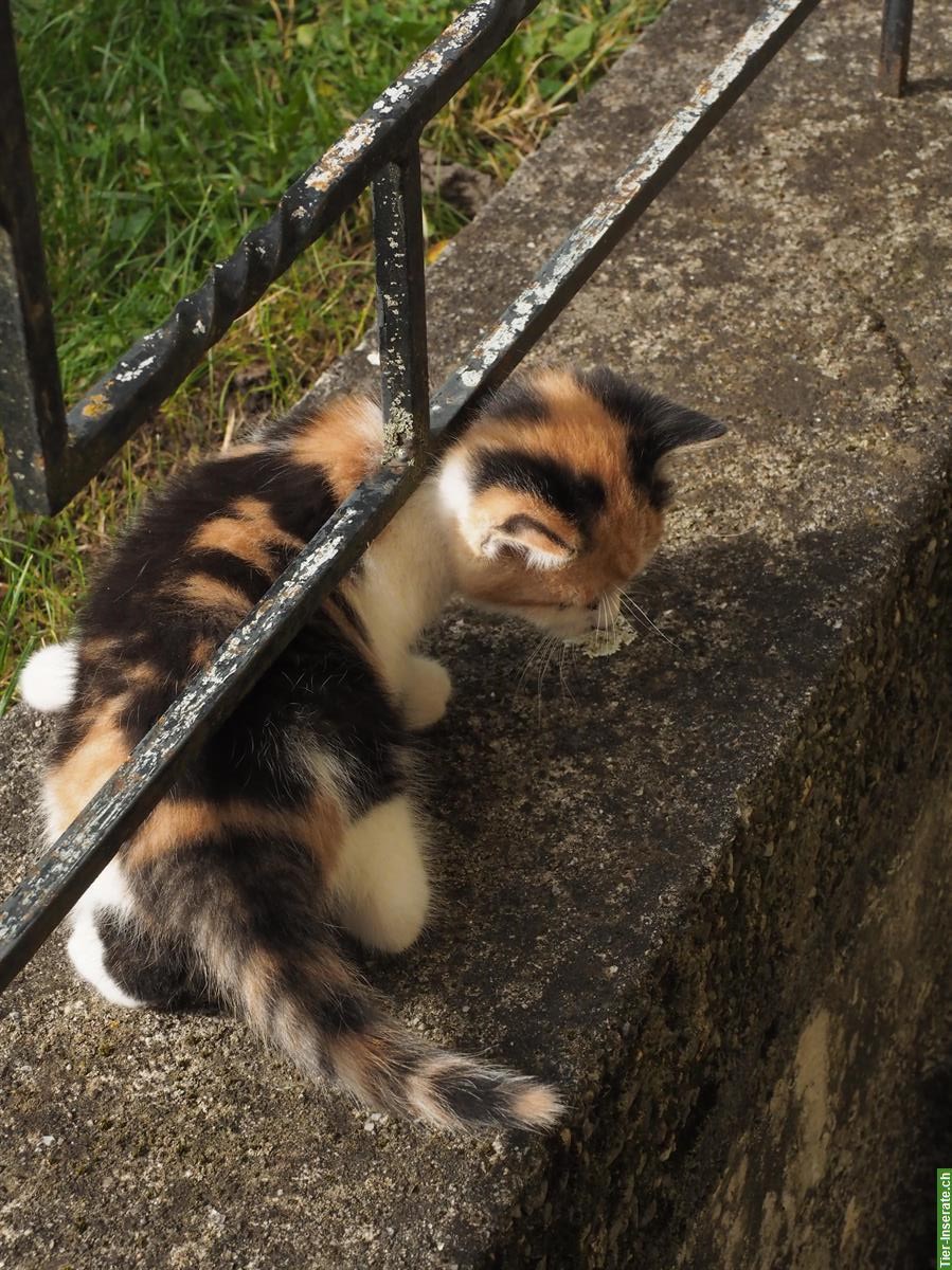 Bild 5: Jungkatzen zu verkaufen, Weibchen & Männchen