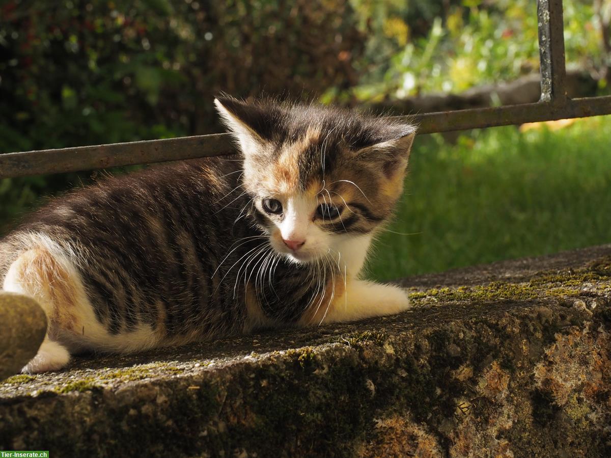 Bild 6: Jungkatzen zu verkaufen, Weibchen & Männchen