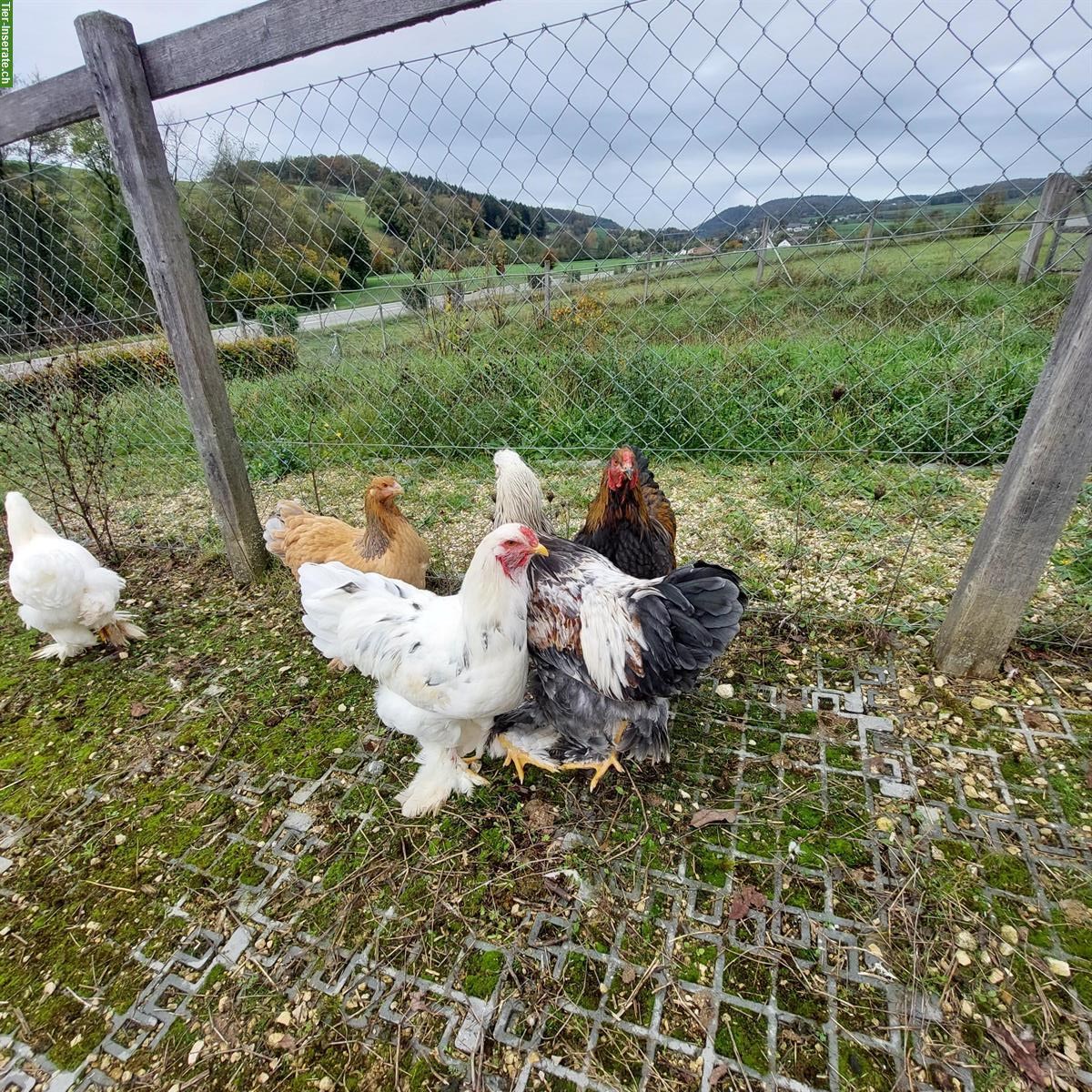 Bild 2: Wunderschöne Brahma Hähne abzugeben