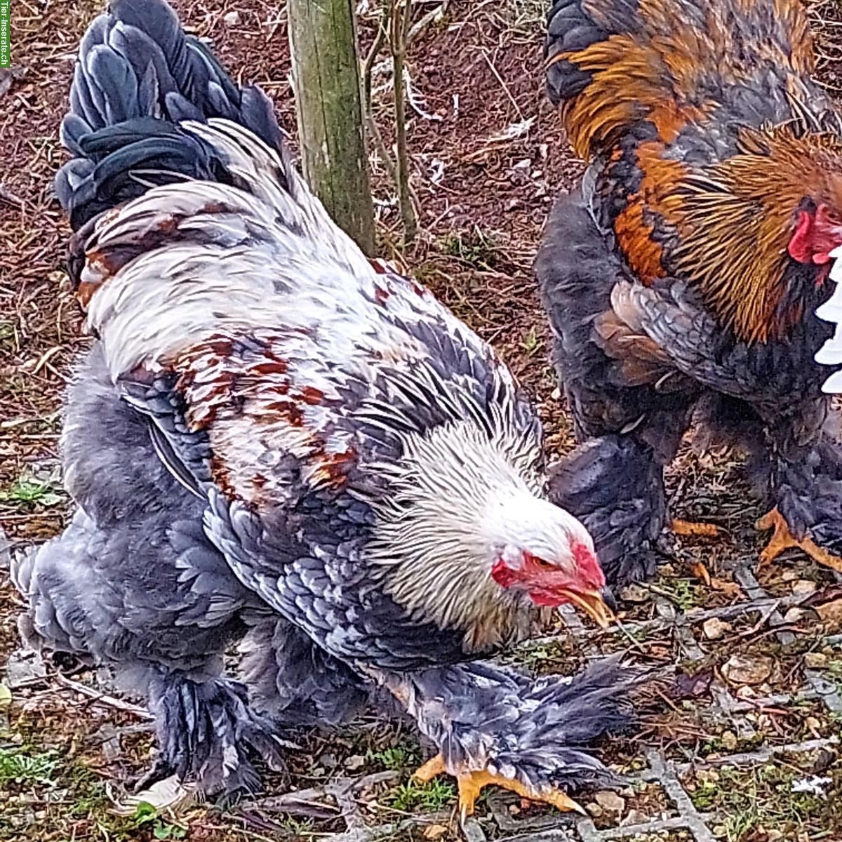 Bild 3: Wunderschöne Brahma Hähne abzugeben