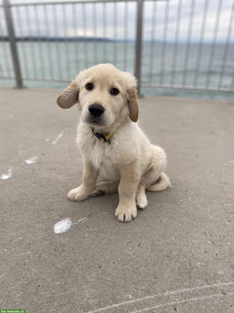 Golden Retriever Welpe zu verkaufen