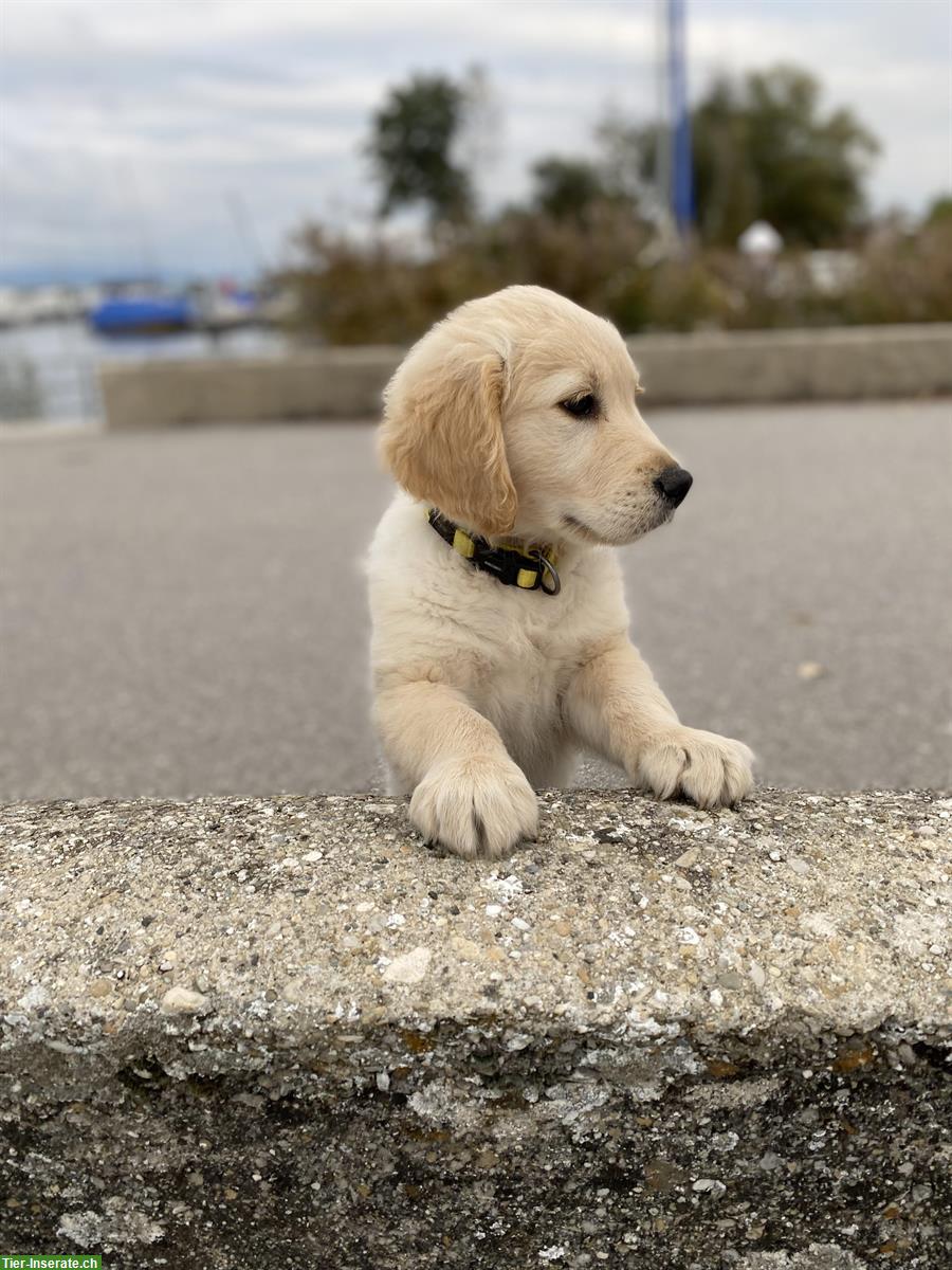 Bild 3: Golden Retriever Welpe zu verkaufen