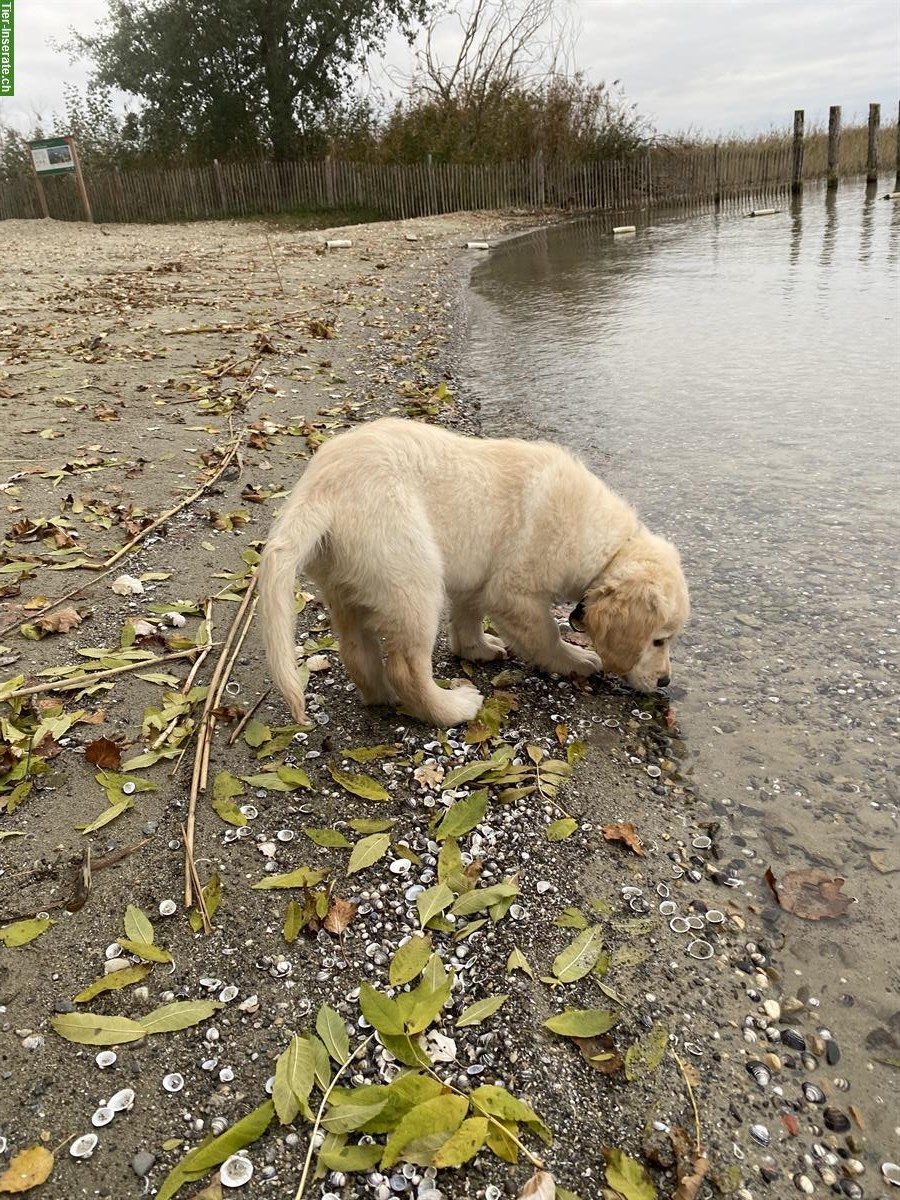 Bild 5: Golden Retriever Welpe zu verkaufen