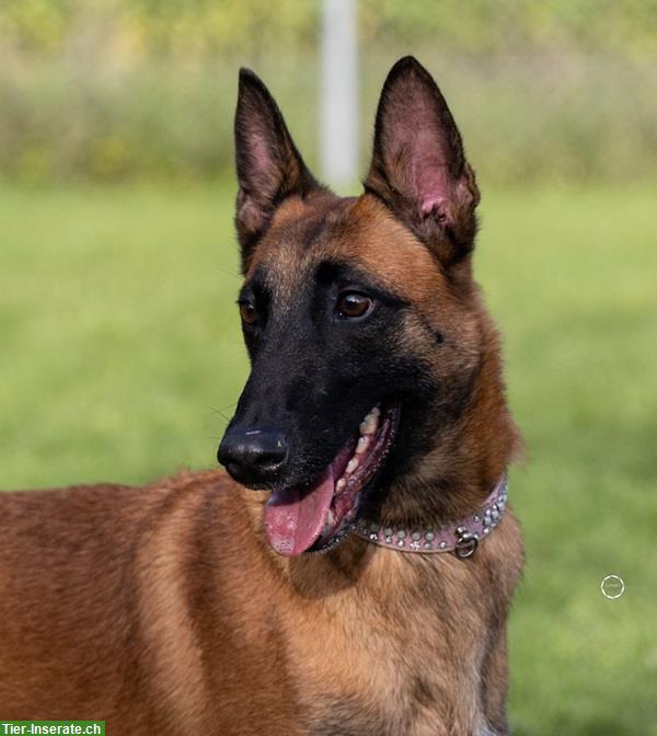 Hündin Sirca, die wunderbare Malinois Prinzessin