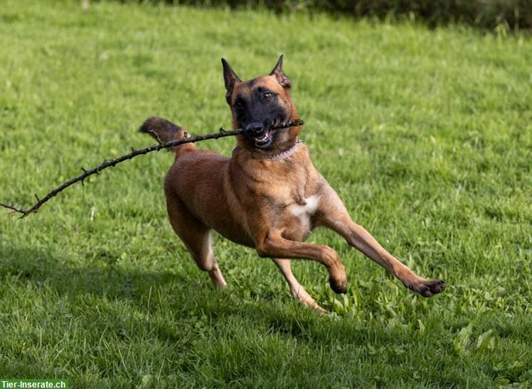 Bild 10: Hündin Sirca, die wunderbare Malinois Prinzessin