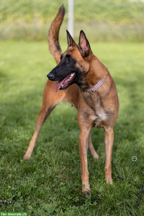 Bild 2: Hündin Sirca, die wunderbare Malinois Prinzessin