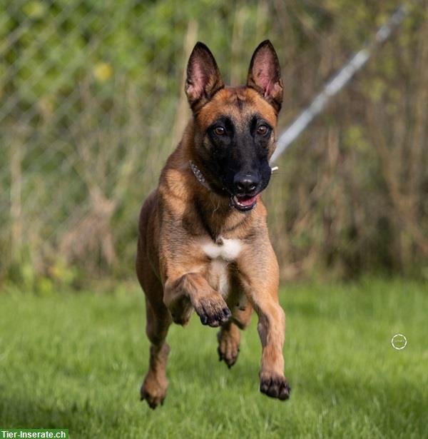 Bild 3: Hündin Sirca, die wunderbare Malinois Prinzessin