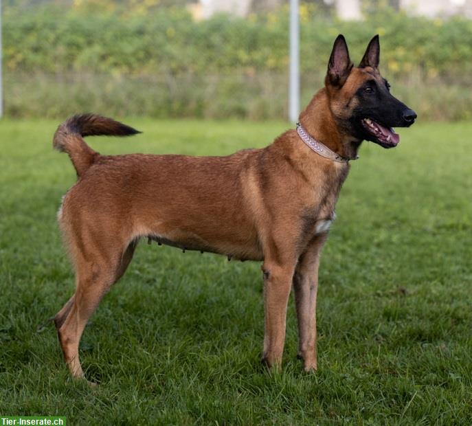 Bild 4: Hündin Sirca, die wunderbare Malinois Prinzessin