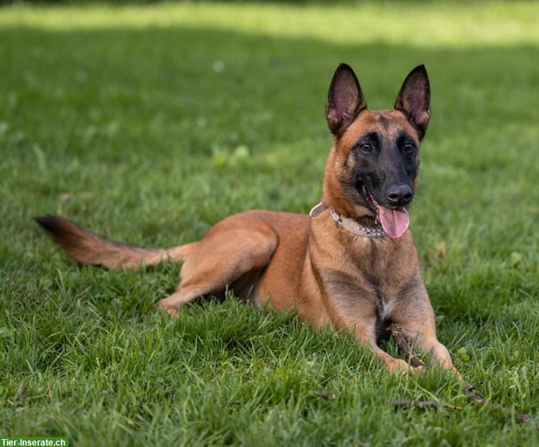 Bild 5: Hündin Sirca, die wunderbare Malinois Prinzessin