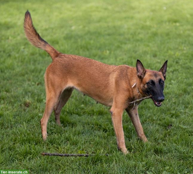 Bild 6: Hündin Sirca, die wunderbare Malinois Prinzessin