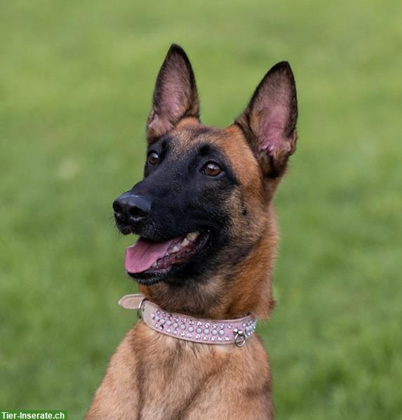 Bild 7: Hündin Sirca, die wunderbare Malinois Prinzessin