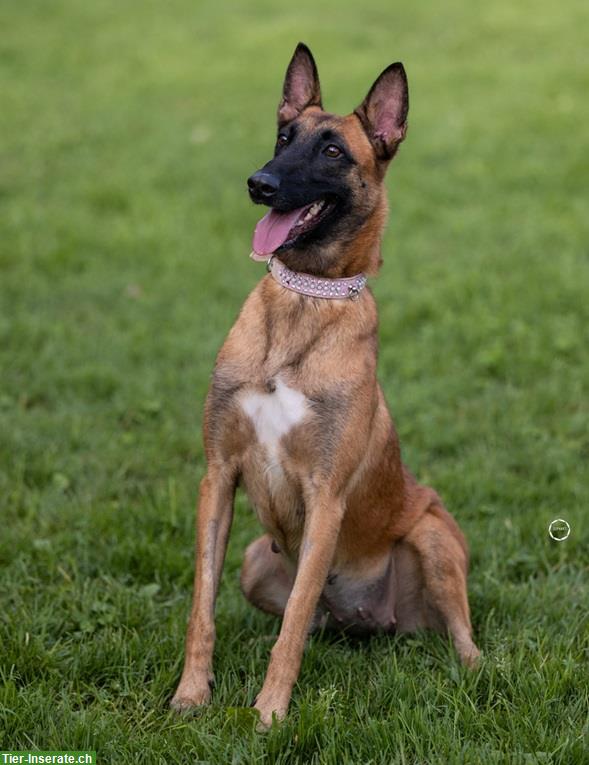 Bild 8: Hündin Sirca, die wunderbare Malinois Prinzessin