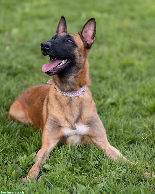 Bild 9: Hündin Sirca, die wunderbare Malinois Prinzessin